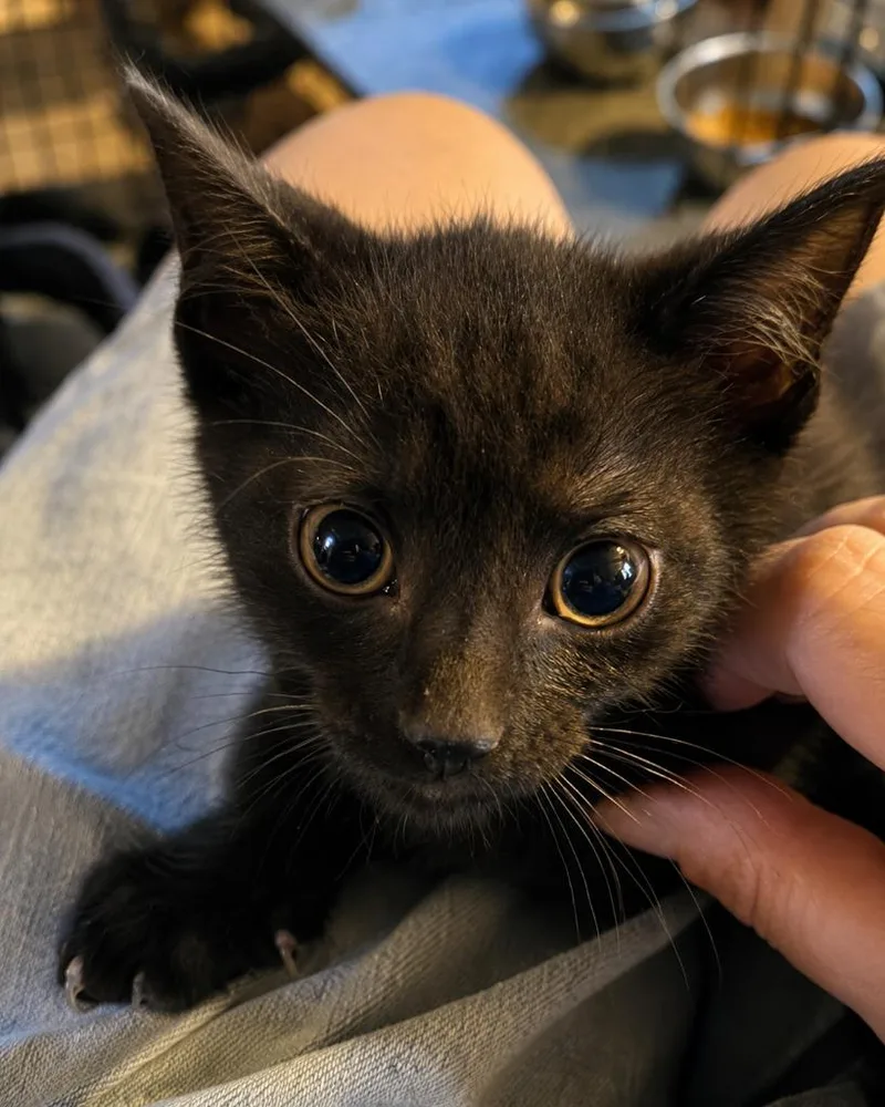 A baby medium-sized male Domestic Short Hair cat named Danny Partridge for adoption in Parkville, MD