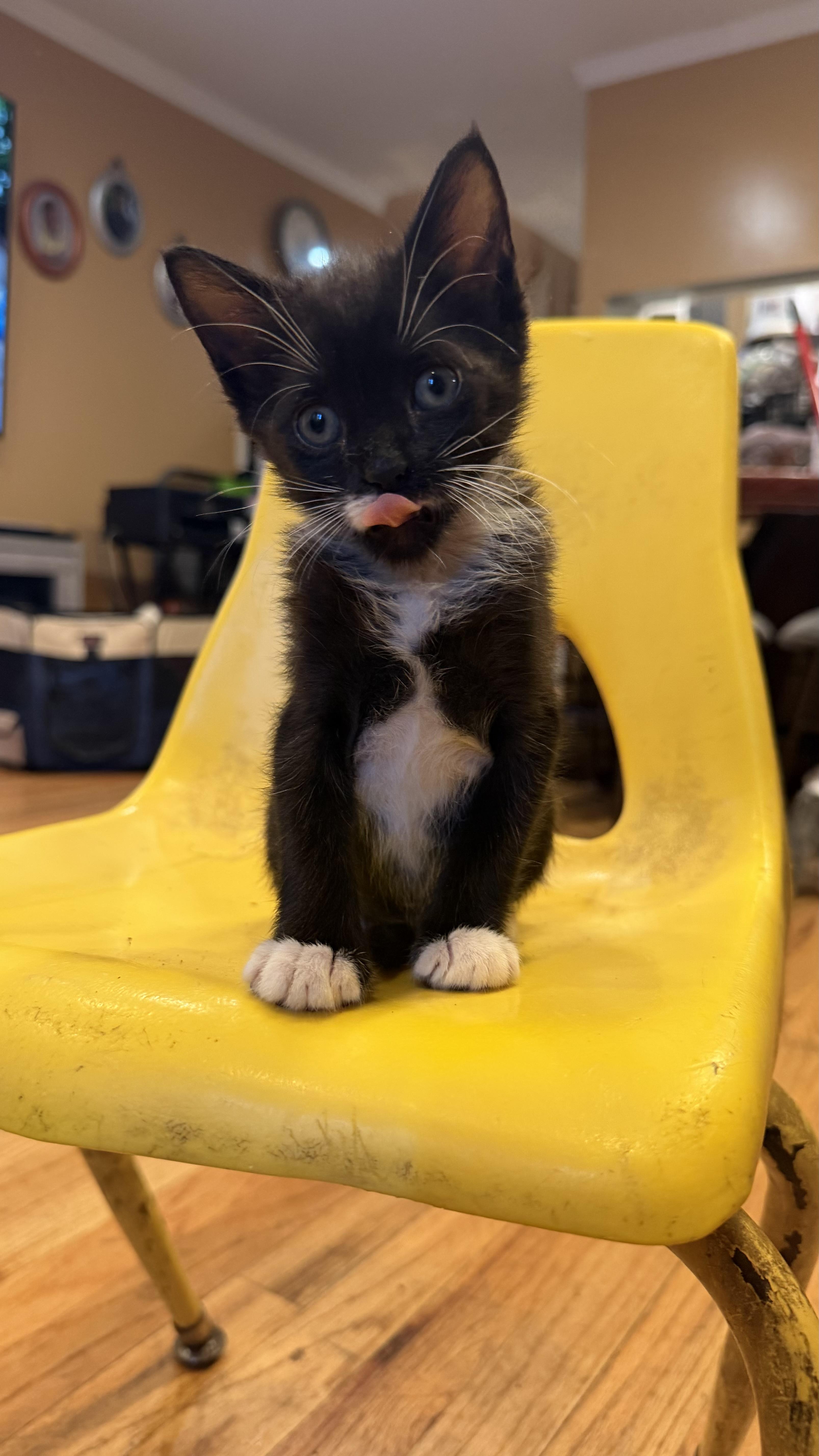 A baby medium-sized male Black & White / Tuxedo Domestic Short Hair cat named Cobblestone for adoption in Brooklyn, NY