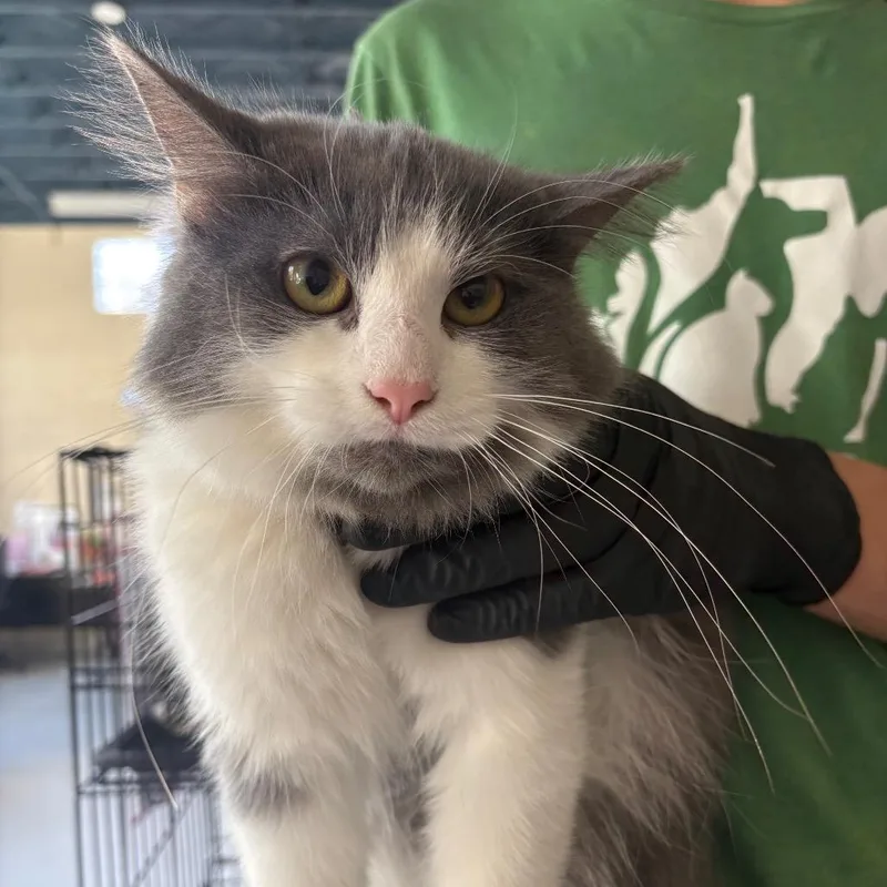 An adult medium-sized female Gray / Blue / Silver Domestic Medium Hair cat named Princess Leia for adoption in Huntington, WV