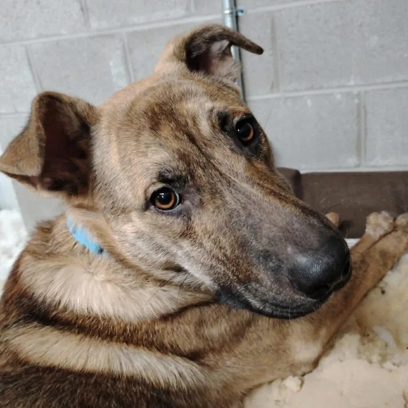 A baby medium-sized male Brindle Mixed Breed dog named Kevin for adoption in Oak Hill, WV