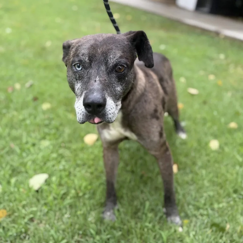 An adult medium-sized male Catahoula Leopard Dog dog named Jones for adoption in Locust Fork, AL