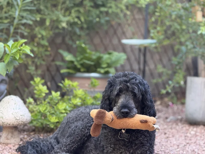 Bones