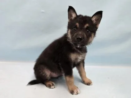 A baby small-sized male German Shepherd Dog dog named Koda for adoption in Coon Rapids, MN