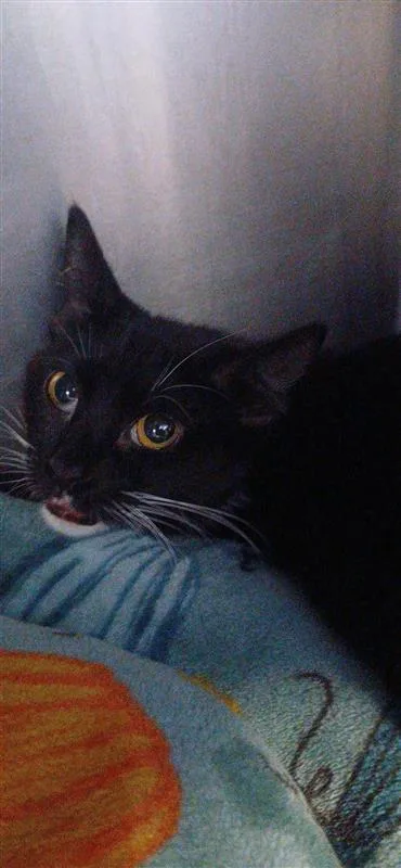 An adult small-sized female Domestic Short Hair cat named Pom for adoption in Largo, FL