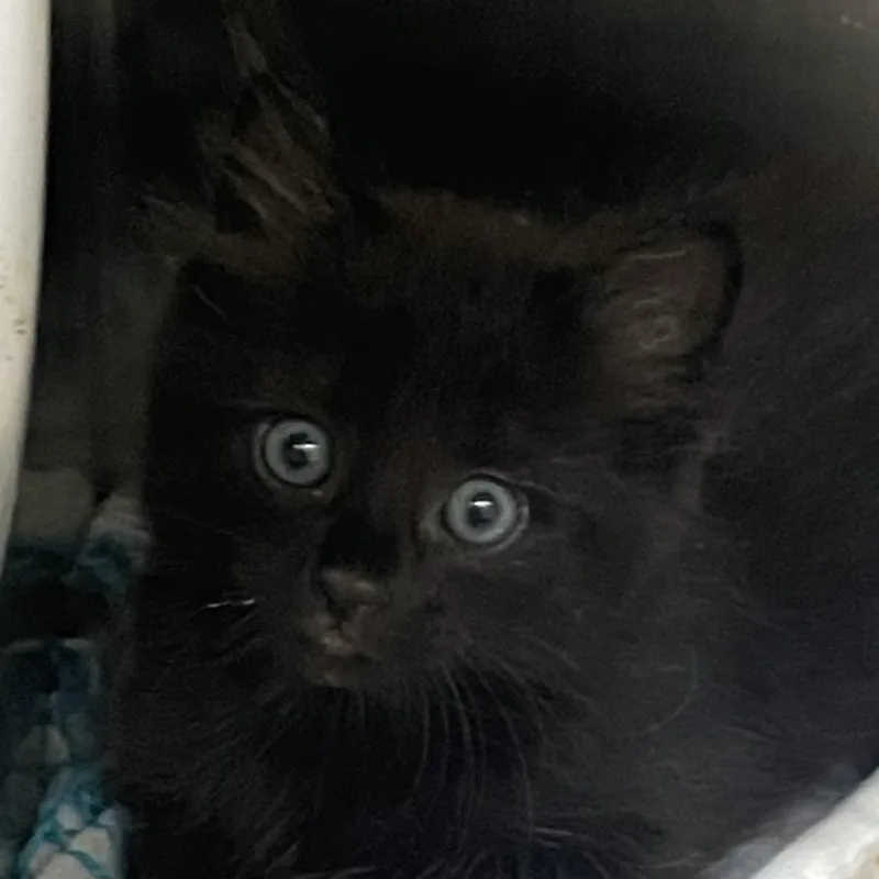 A baby small-sized male Black Domestic Medium Hair cat named Jacob for adoption in West Palm Beach, FL
