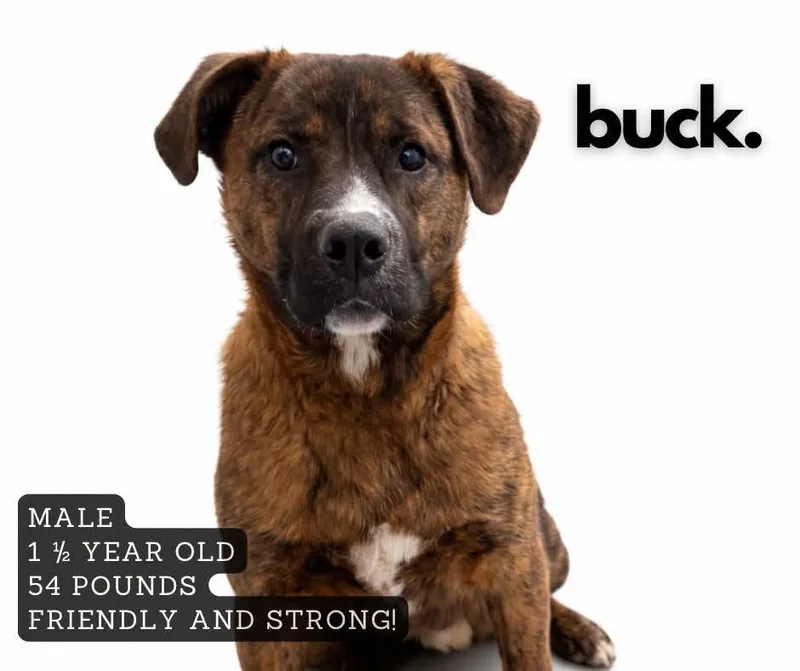 Buck