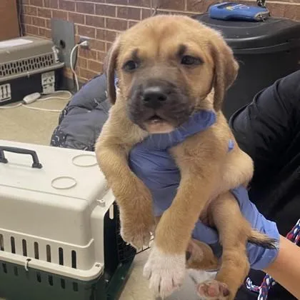 A baby medium-sized female Mixed Breed dog named Trixie for adoption in West Chester, PA