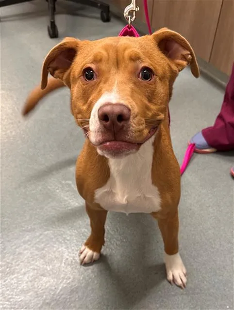 A baby small-sized female Pit Bull Terrier dog named Denise for adoption in Baytown, TX