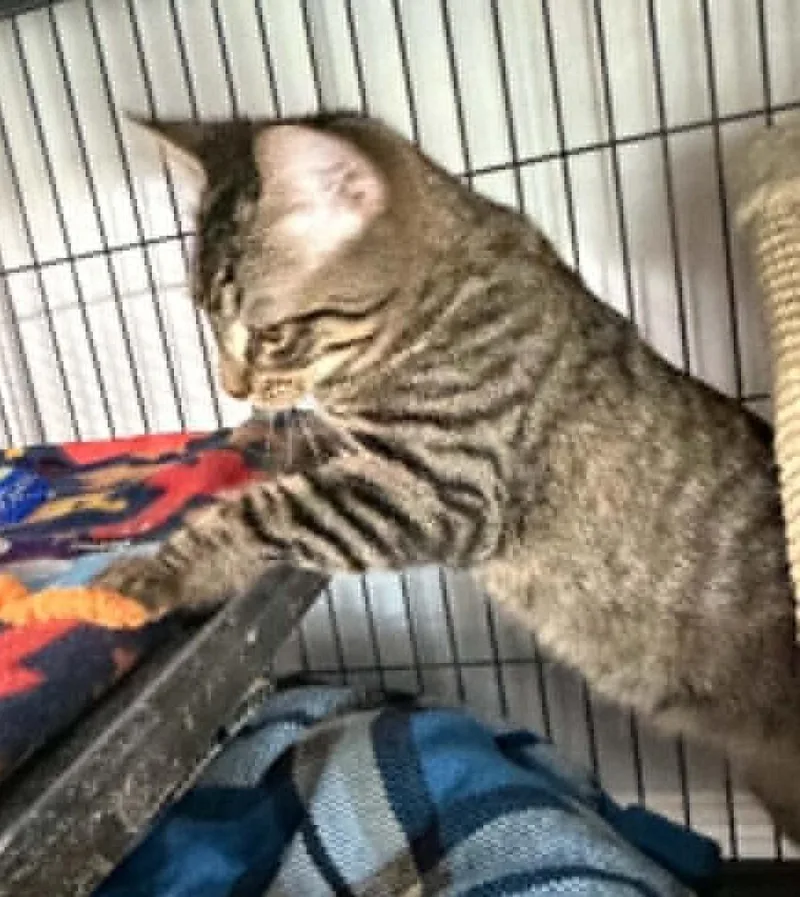 A baby small-sized male Domestic Short Hair cat named Larry for adoption in Ogden, UT