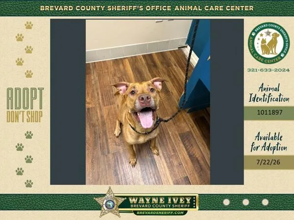 An adult medium-sized female Mixed Breed dog named Kumquat for adoption in Melbourne, FL