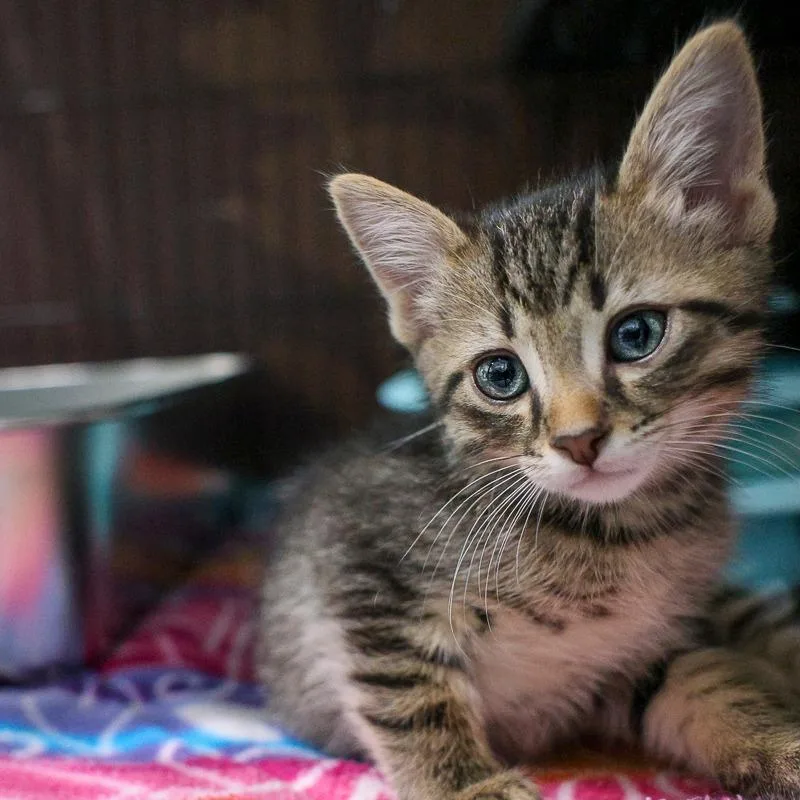 A baby small-sized male Brown / Chocolate Domestic Short Hair cat named Hawaii for adoption in Bradenton, FL