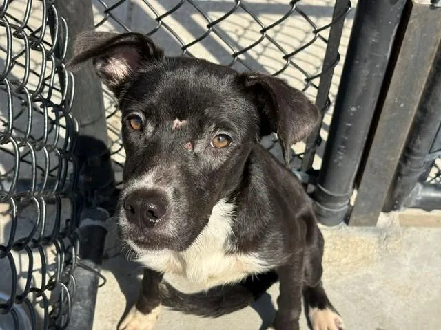 A young small-sized female Pit Bull Terrier dog named Blue Bell for adoption in Tulsa, OK