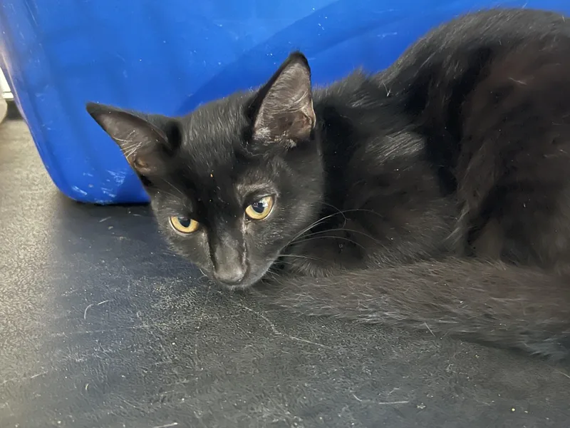 Dixie & Ebony thumbnail 2