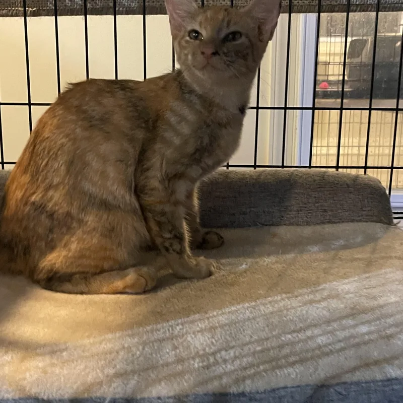 Dixie & Ebony thumbnail 3