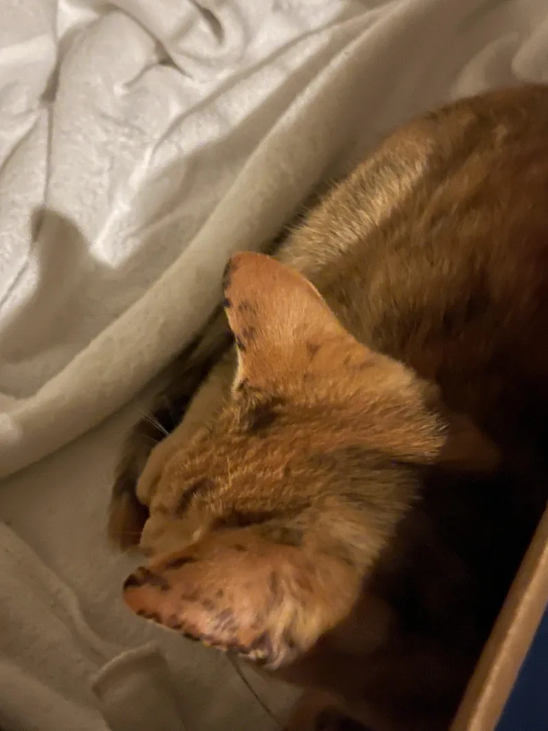 Dixie & Ebony thumbnail 4