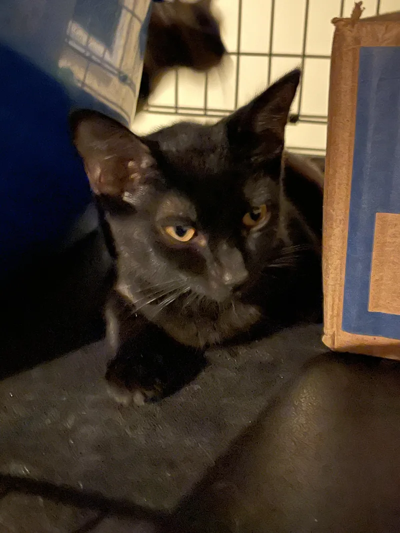 Dixie & Ebony thumbnail 5