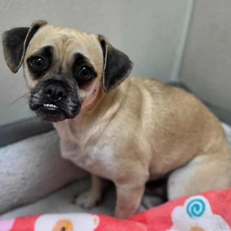 An adult small-sized male Yellow / Tan / Blond / Fawn Pug dog named Bram Stoker Chino for adoption in Chino Hills, CA