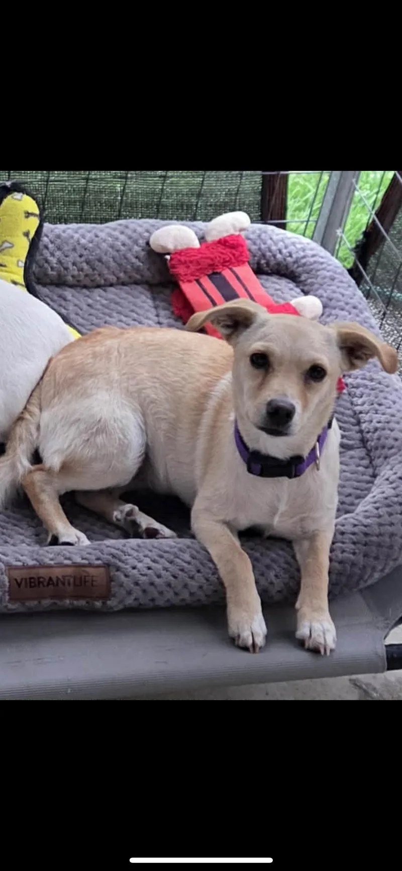 Celestia thumbnail 2