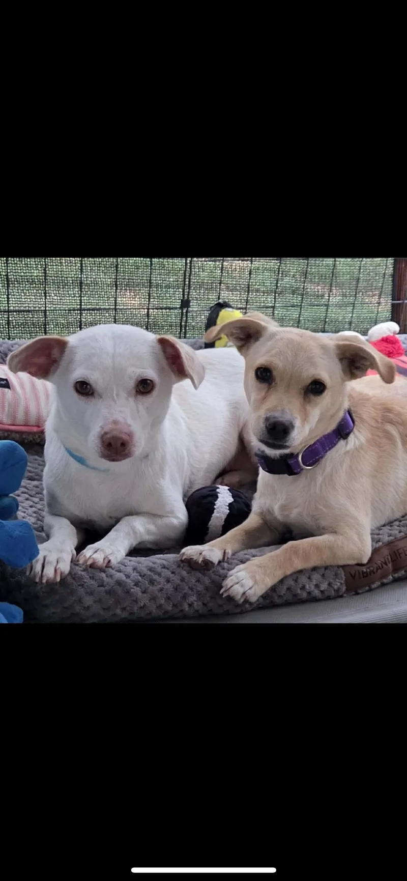 Celestia thumbnail 3