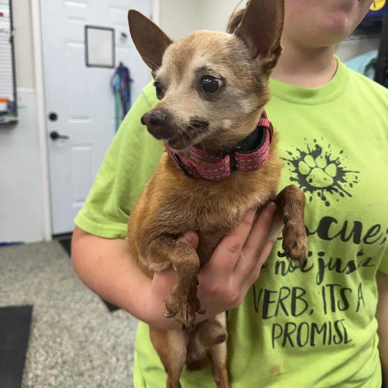 A senior small-sized male Brown / Chocolate Mixed Breed dog named King Arthur Iii for adoption in Fredericksburg, VA