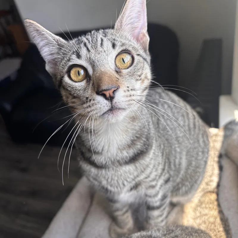 A baby medium-sized male Tabby (Brown / Chocolate) Domestic Short Hair cat named Arnold for adoption in Colonia, NJ