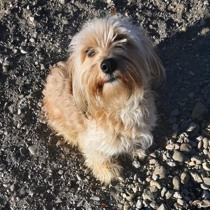 A young small-sized male Shih Tzu dog named Brian for adoption in Oroville, WA