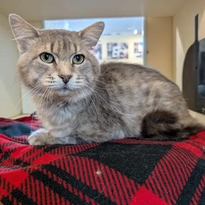 An adult large-sized male Tabby (Gray / Blue / Silver) Domestic Short Hair cat named Moe for adoption in Rochester, MN