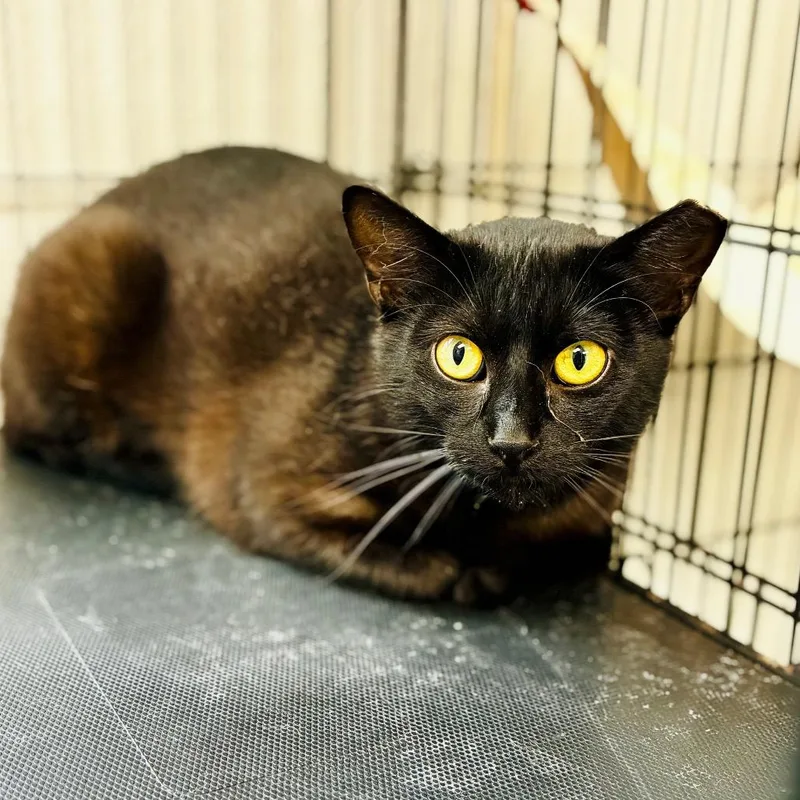 A young small-sized female Black Domestic Short Hair cat named Midnite for adoption in Lebanon, MO