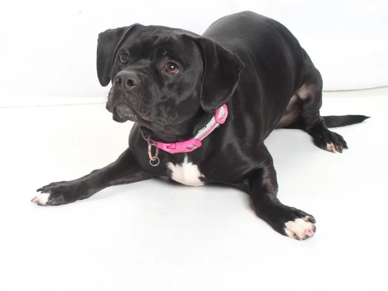 An adult medium-sized female Pit Bull Terrier dog named Fia for adoption in Burbank, CA