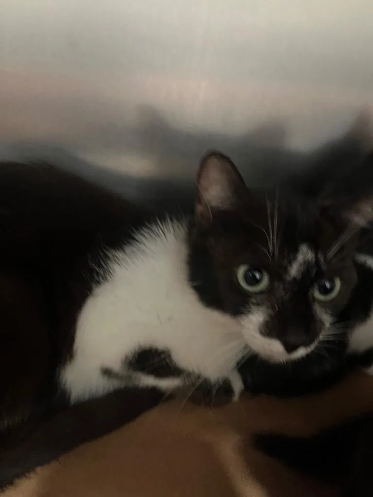 A young large-sized female Domestic Short Hair cat named Paula for adoption in Cartersville , GA