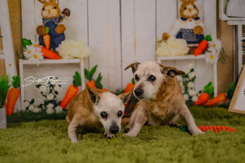 Chi Chi And Rufus