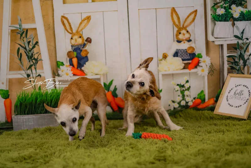 Chi Chi And Rufus thumbnail 3
