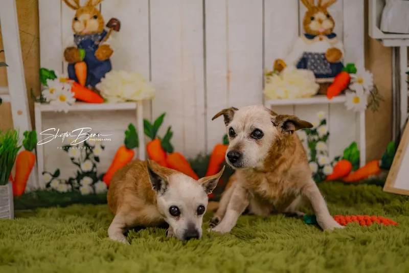 Chi Chi And Rufus thumbnail 4