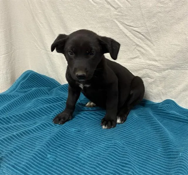 A baby medium-sized female German Shepherd Dog dog named Perdita for adoption in Castaic, CA