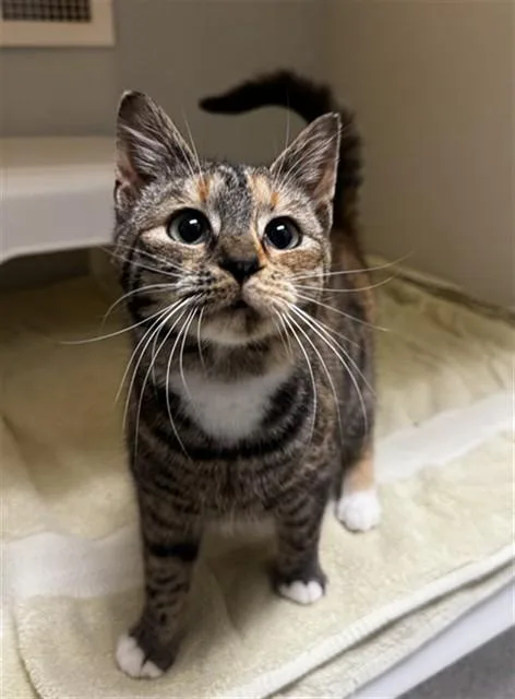 A young medium-sized female Domestic Short Hair cat named Milkshake for adoption in Statesville, NC