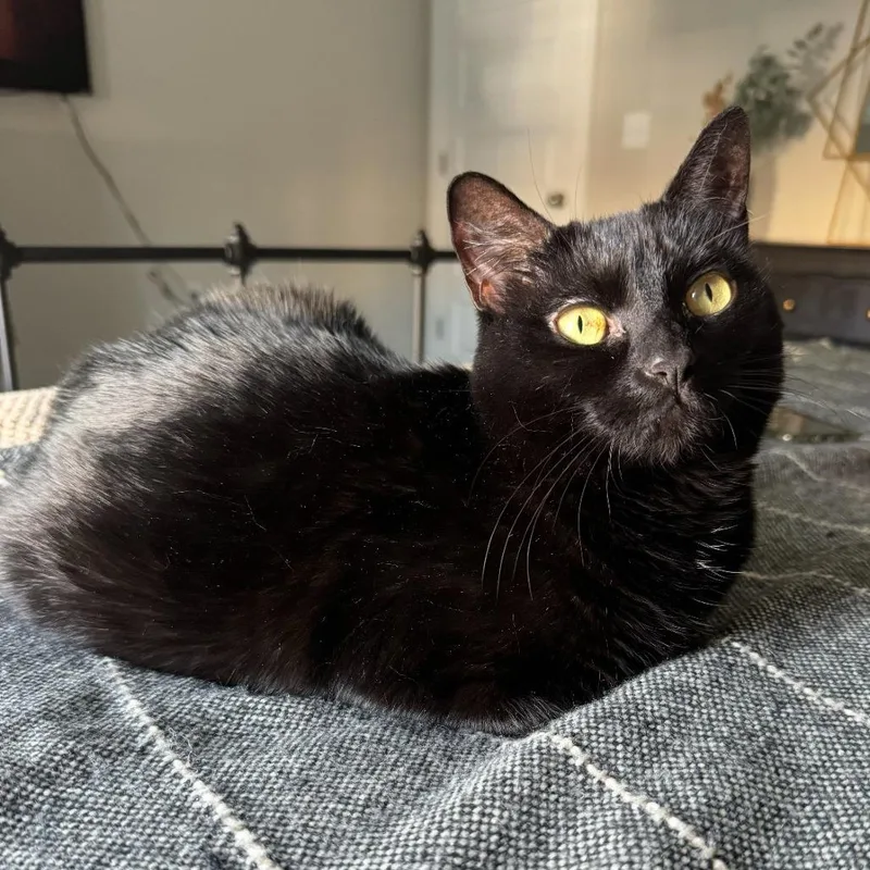 A senior small-sized female Black Domestic Short Hair cat named Olive for adoption in Roanoke, VA
