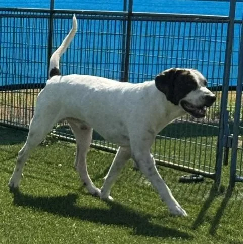 A young large-sized male Sable English Pointer dog named Moose for adoption in Williston, VT