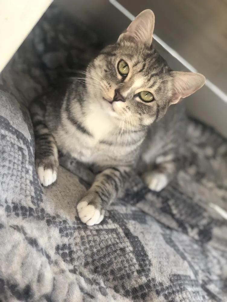 An adult medium-sized male Brown / Chocolate American Shorthair cat named Frieza for adoption in Lancaster, CA