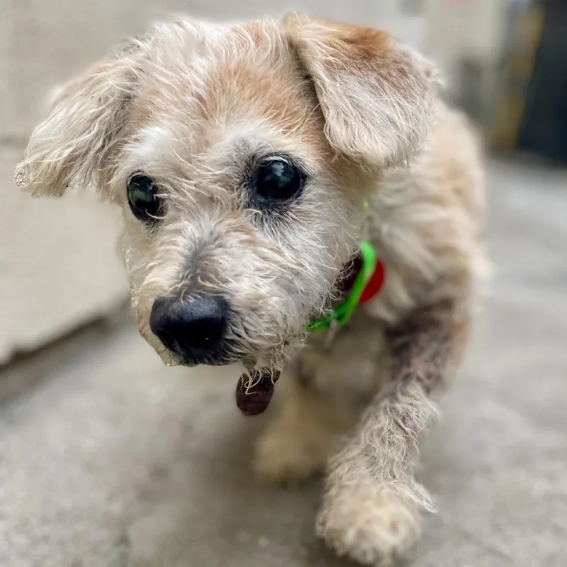 A senior small-sized male Terrier dog named Scout for adoption in San Francisco, CA