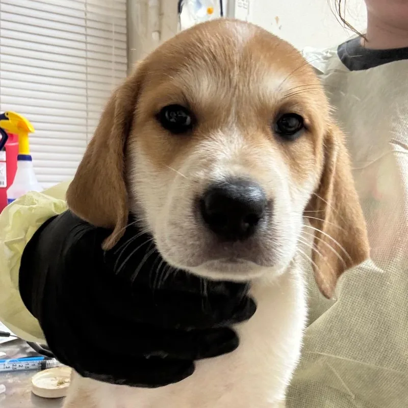 A baby small-sized female White / Cream Treeing Walker Coonhound dog named Maroon Lagoon for adoption in Pekin, IL
