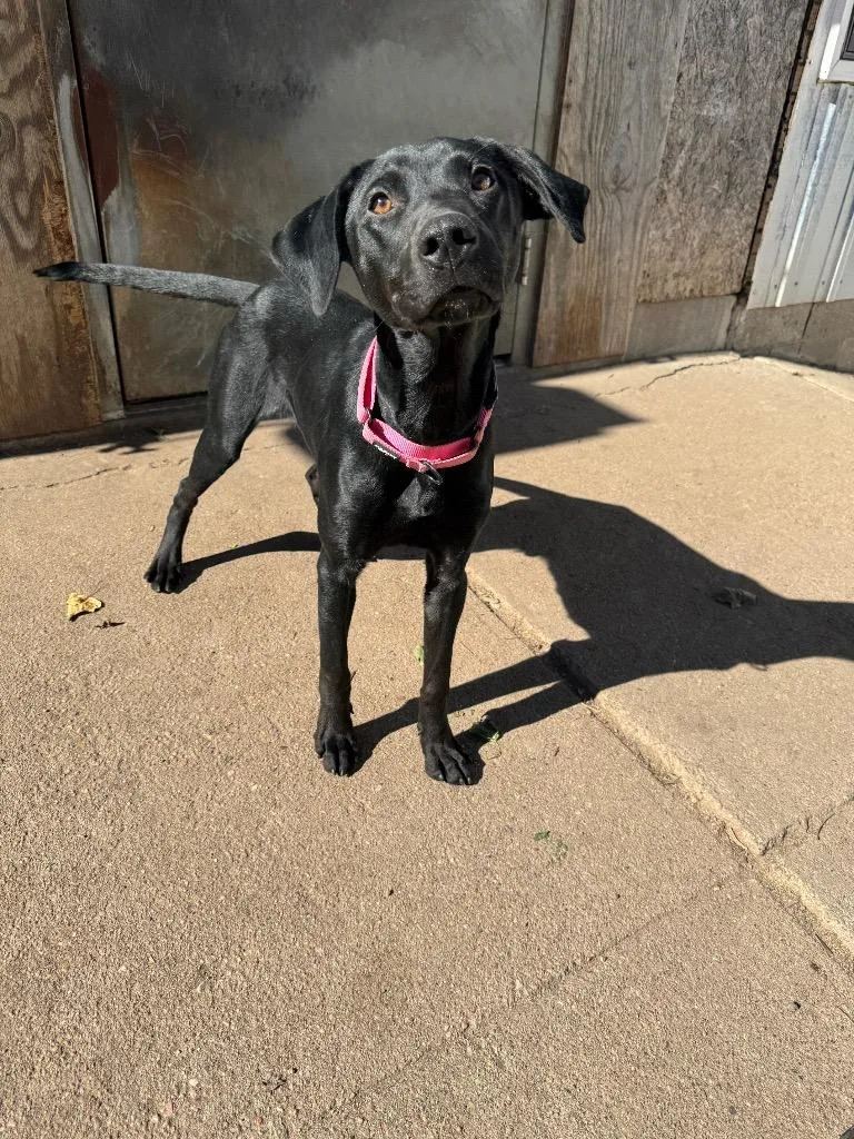 A young medium-sized male Labrador Retriever dog named Roy for adoption in Hastings, NE