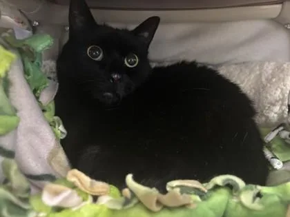 An adult small-sized female Domestic Short Hair cat named Addison for adoption in Scotia, NY