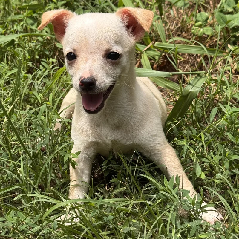 A baby small-sized female Yellow / Tan / Blond / Fawn Chihuahua dog named Coconut for adoption in Anderson, SC