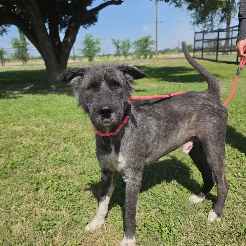 An adult large-sized male Gray / Blue / Silver Catahoula Leopard Dog dog named Noble JuM for adoption in Austin, TX