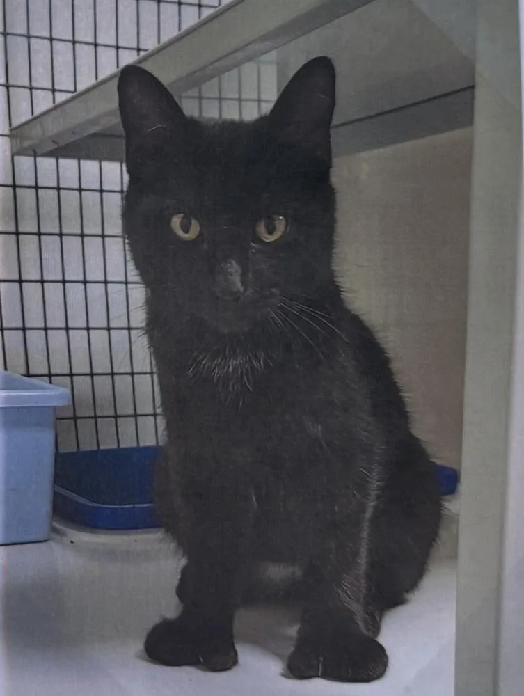 A young medium-sized female Black Domestic Short Hair cat named Blackberry for adoption in Fort Madison, IA