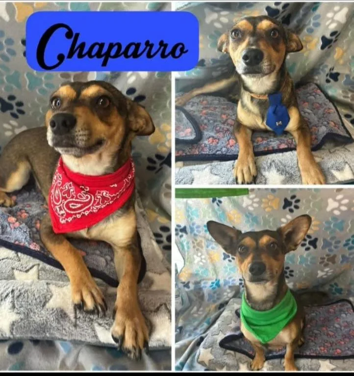 Chaparro