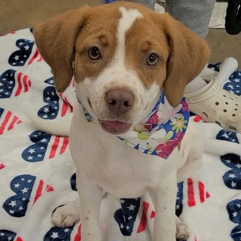A young medium-sized female Beagle dog named Arabella for adoption in Woolwich, ME