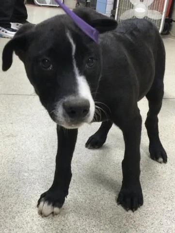 A baby small-sized male Mastiff dog named Cody for adoption in Riverside, CA