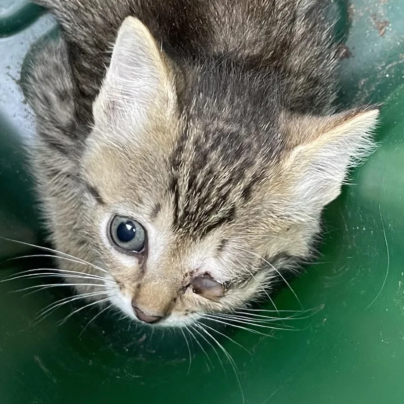 A baby small-sized female Gray / Blue / Silver Domestic Short Hair cat named Jinny for adoption in Eureka Springs, AR