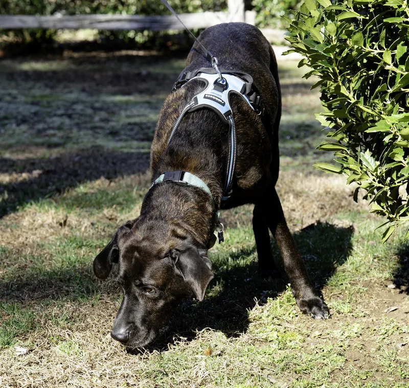Gus